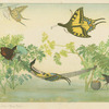Butterflies at leisure.
