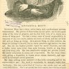 Lucretia Mott