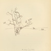A huntsman in the tree