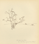A huntsman in the tree