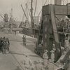 U.S. Transport unloading horses and mules by chutes