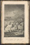 Biography of a Spaniel