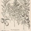 Poma Aurantia Nana dicta