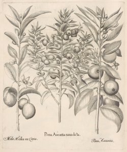 Hortus Eystettensis, sive, Diligens et accurata omnium plantarum, florum, stirpium, ex variis orbis terrae partibus, singulari studio collectarum, quae in celeberrimis viridariis arcem episcopalem ibidem cingentibus, hoc tempore conspiciuntur delineati...
