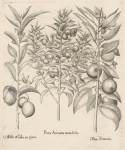 Poma Aurantia Nana dicta