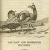 The daw and borrowed feathers