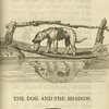 The dog and the shadow