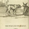 The wolf and the mastiff