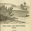 The lark and her young ones