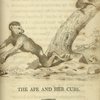 The ape and her cubs