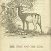 The hart and the vine