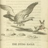 The dying eagle
