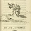 The lynx and the mole