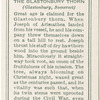 The Glastonbury thorn (Glastonbury, Somerset).