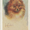 Pomeranian.