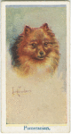 Pomeranian.