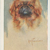 Pekinese.