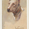 Bull terrier.