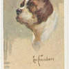 Boston terrier.