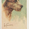 Irish terrier.