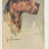 Airedale.