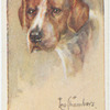 Foxhound.