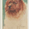 Chow-chow.