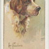 St. Bernard.