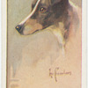 Fox terrier (smooth).