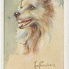 Samoyede.