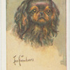 King Charles spaniel.