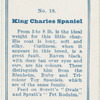 King Charles spaniel.