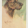 Scottish terrier.