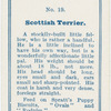 Scottish terrier.