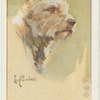 West Highland terrier.
