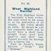 West Highland terrier.