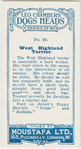 West Highland terrier.