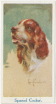 Spaniel (cocker).