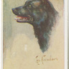 Schipperke.