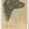 Retriever (smooth coated).