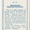 Retriever (smooth coated).