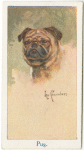 Pug.