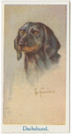 Dachshund.