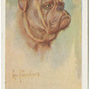 Bulldog.