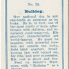 Bulldog.