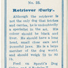 Retriever (curly).