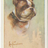 French bulldog.