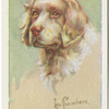 Spaniel (clumber).