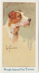 Fox terrier (wire).