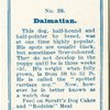 Dalmation.